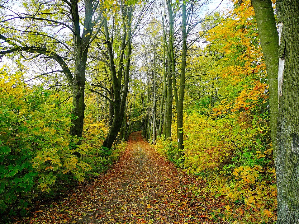 forest
